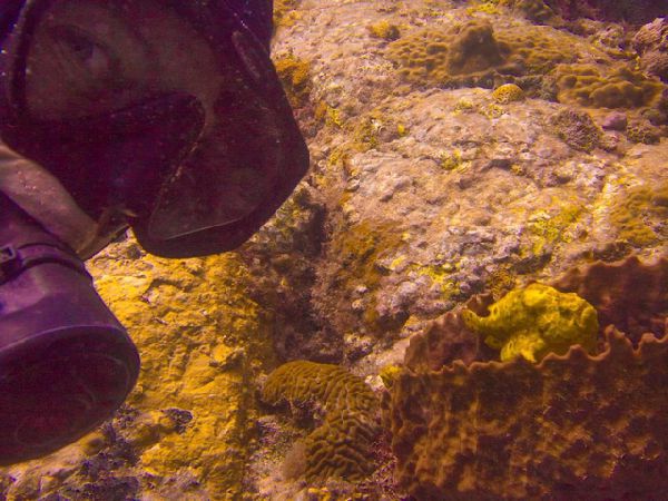 PADI Underwater Naturalist Carriacou Grenada